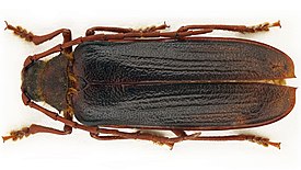 Косматогрудый усач (Tragosoma depsarium)