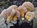 Ockerfarbene oder Vielfarbige Tramete Trametes ochracea