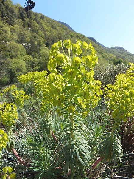 File:Trauttmansdorff gardens - Euphorbia characias 03.jpg