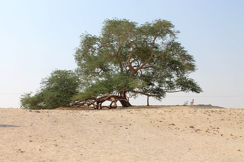 Fișier:Tree of Life Bahrain.jpg