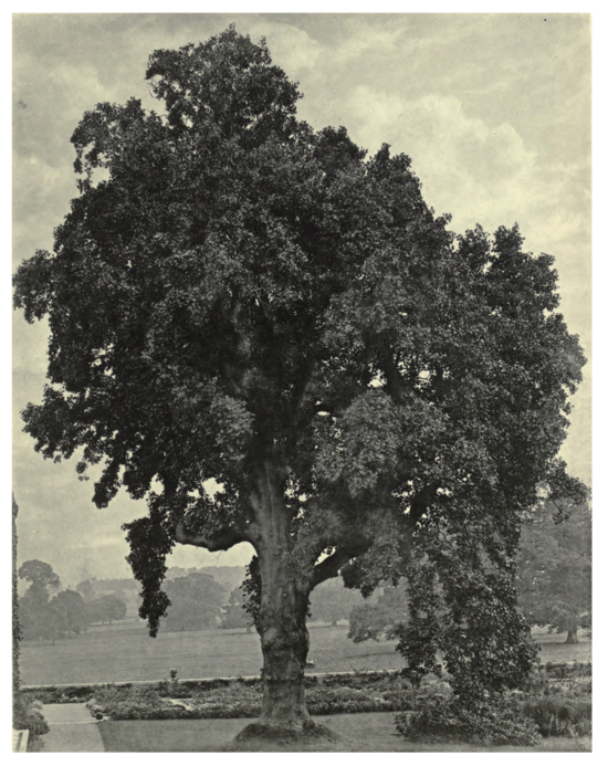 Plate 26: Tulip Tree at Killerton