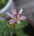 Tricyrtis hirta