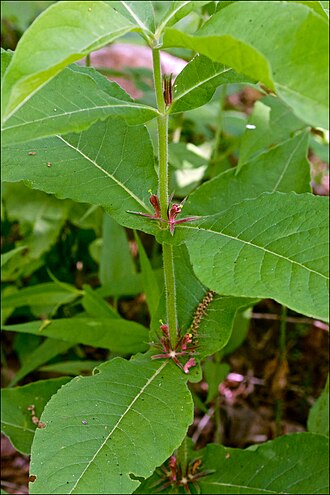 Triosteum perfoliatum Triosteum perfoliatum Arkansas 2.jpg