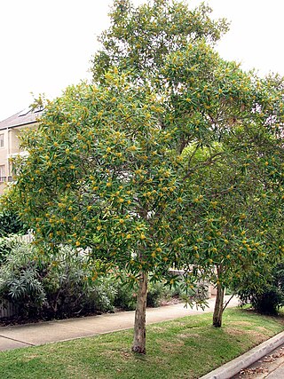 <i>Tristaniopsis laurina</i> Species of tree