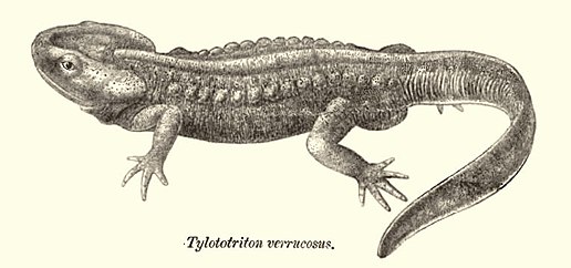 Мать тритона 9 букв. Гималайский крокодиловый Тритон. Tylototriton verrucosus. Бородавчатый Тритон. Доисторический Тритон.