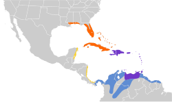 Distribución geográfica del tirano dominicano.