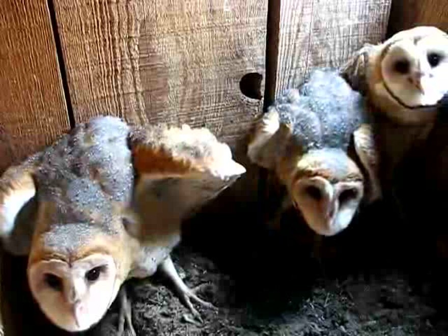 American Barn Owl The Reader Wiki Reader View Of Wikipedia