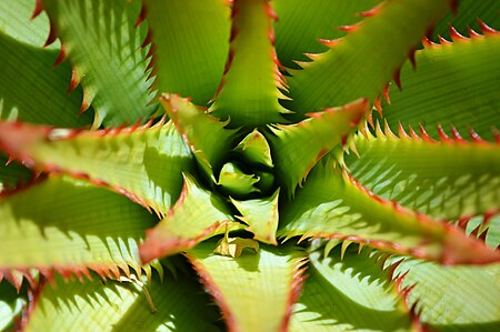 Tập_tin:UCI_Arboretum_(20140607-0831).JPG