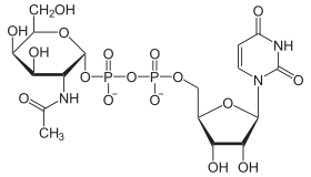 UDP-N-Acetyl-D-galactosamin.svg