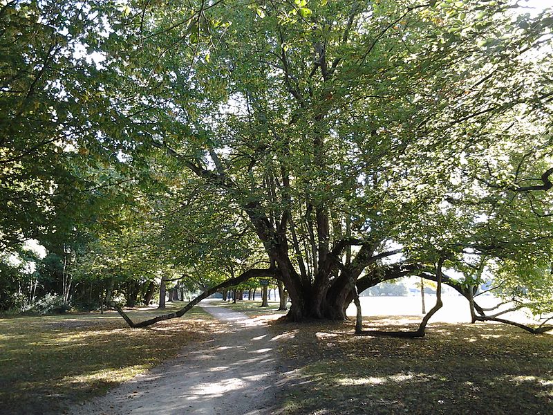 File:Uno strano albero secolare nel parco - panoramio.jpg