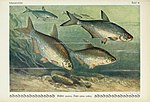 Thumbnail for File:Unsere Süßwasserfische (Tafel 41) (6103150232).jpg