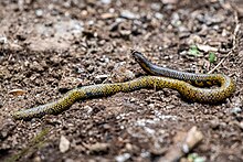 Uropeltis woodmasoni.jpg