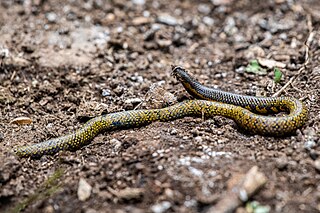 <i>Uropeltis woodmasoni</i> Species of snake