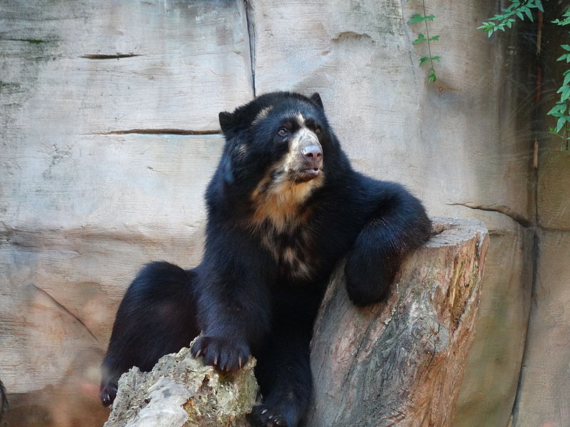 File:Urso-de-óculos no Zoológico de Sorocaba.JPG