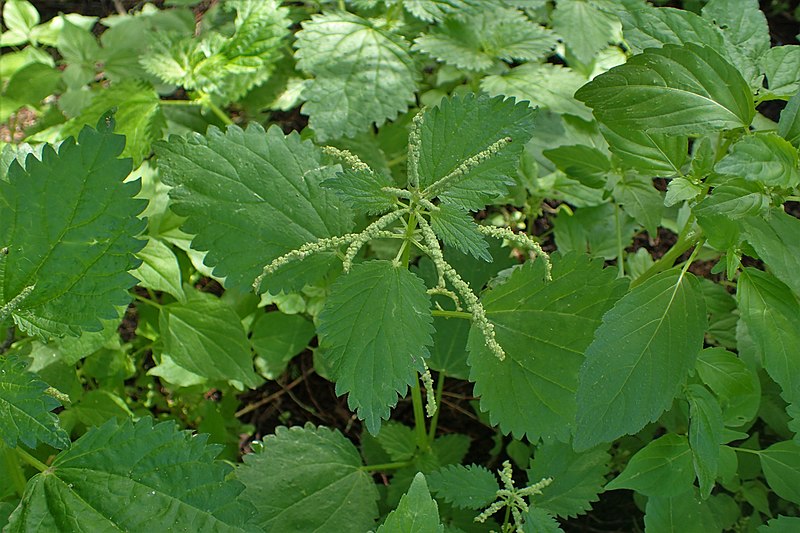 File:Urtica membranacea kz02.jpg