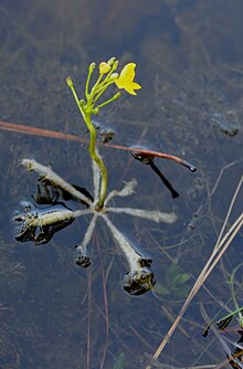 The flower stem of the aquatic Utricularia inflata is held aloft by a rosette of floats. Utricularia inflata - 51287200718.jpg