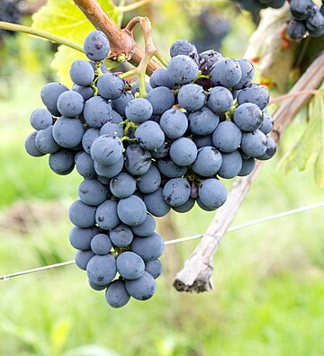 Sangiovese