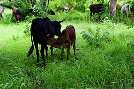 Une vache et son veau.