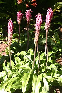 Veltheimia bracteata