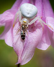 Une misumena vatia se restaurant d'un insecte sur une fleur.