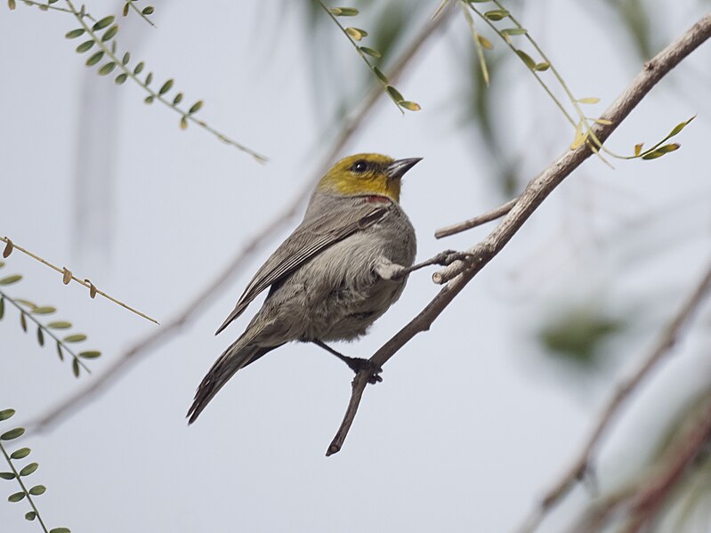 File:Verdin (32613426601).jpg