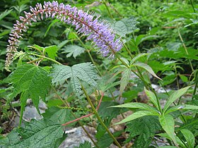 Veronicastrum japonicum 2.JPG