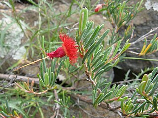<i>Verticordia mitchelliana</i> Species of flowering plant