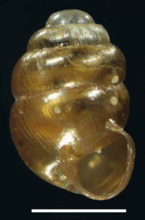 <i>Vertigo ultimathule</i> Species of gastropod