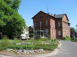 Weinbau: Geschichte, Verbreitung und Bedeutung, Rebe