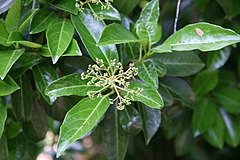 Description de l'image Viburnum odoratissimum 4zz.jpg.