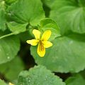 Viola bifllora Germany - Allgäuer Alpen