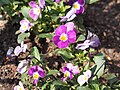 Viola cornuta 'Lavender Pink', Fiołek rogaty 'Lavender Pink', 2023-04-16