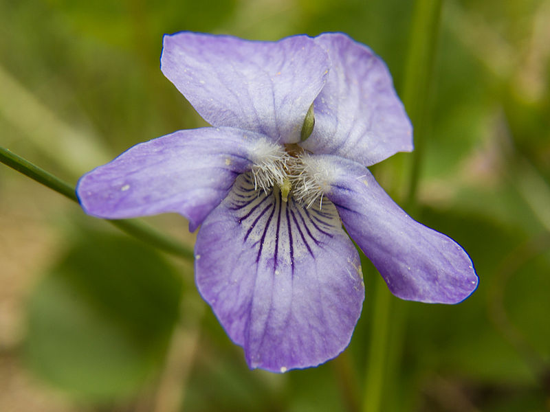 File:Viola riviniana Bergslagssafari.jpg