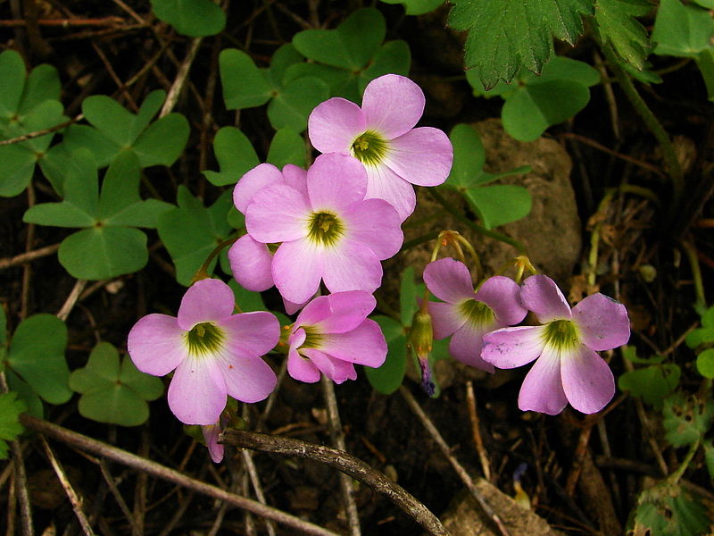 File:Violet Wood-Sorrel - Oxalis violacea.JPG