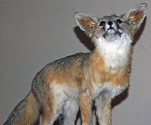 Vulpes macrotis (desert kit fox) (49673064348).jpg