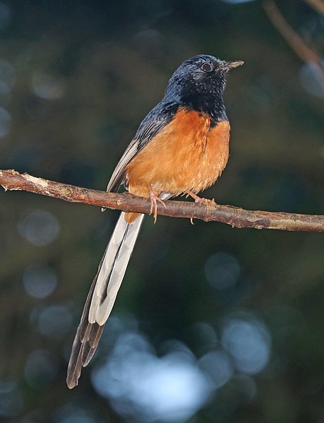 File:WHITE-RUMPED SHAMA (4-30-2018) Kuilau Ridge Trail, kauai co, hawaii -01 (41433328234).jpg