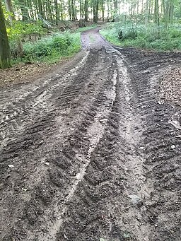 Wald zwischen Sagerhof und Wunderberg 33