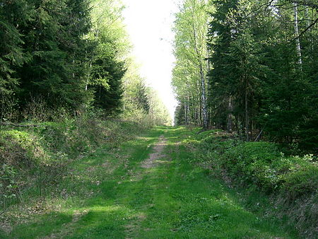 Waldweg