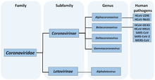 Taxonomy of family Coronaviridae with species pathogenic to humans Water-12-01598-g001.png