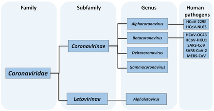 Taxonomy of family Coronaviridae with species pathogenic to humans.