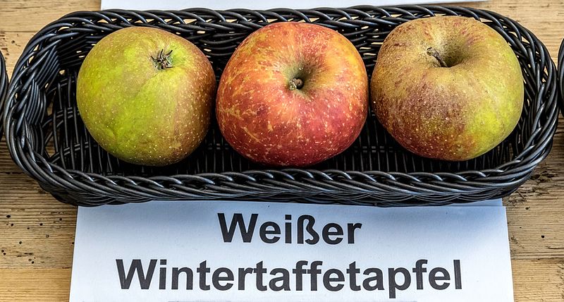 File:Weißer Wintertaffetapfel jm55111.jpg