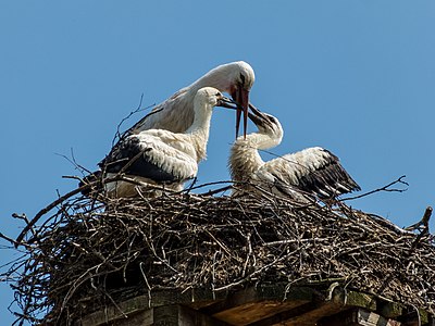 Feeding of young storks