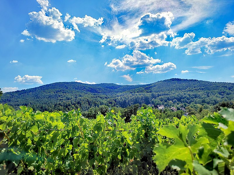 File:Weinberg Apostelgarten und Hahnenkamm (3).jpg