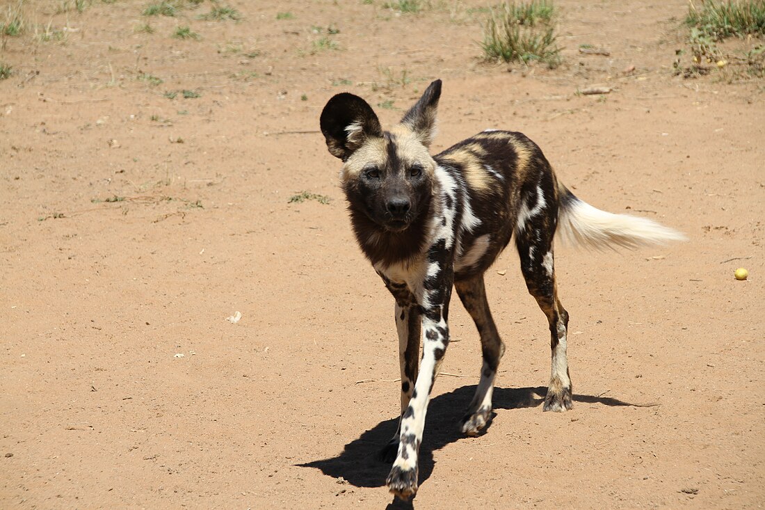 Lycaon pictus manguensis