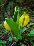 Miniatura para Lysichiton americanus