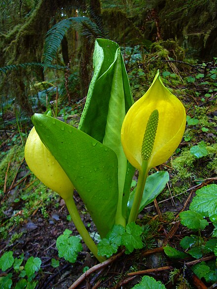 黄花水芭蕉 Wikiwand