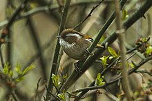 White-browed Fulvetta - Bhutan S4E8241 (18926480533).jpg