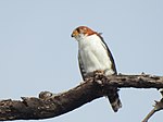 White-rumped Falcon, Preah Vihéar, Cambodia.jpg