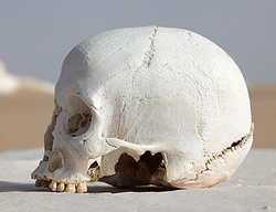 WhiteDesertSkullCropped.png 