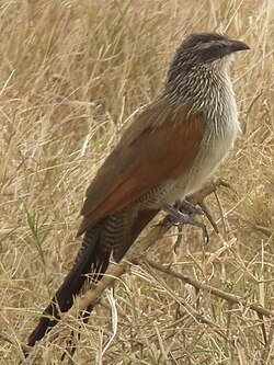 White browed coucal in Tanzania 3140 cropped Nevit.jpg
